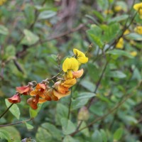 Crotalaria walkeri Arn.